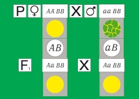 Модель-аппликация Дигибридное скрещивание. Законы Менделя. (набор из 84 карт) - «globural.ru» - Краснотурьинск