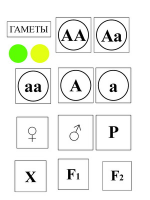 Модель-аппликация Моногибридное скрещивание и его цитологические основы - «globural.ru» - Краснотурьинск