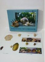 Коллекция "Раковины моллюсков" (вариант 2) - «globural.ru» - Краснотурьинск