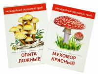 Раздаточные карточки "Грибы съедобные и не съедобные" - «globural.ru» - Краснотурьинск