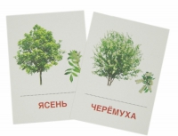 Раздаточные карточки "Деревья и кустарники" - «globural.ru» - Краснотурьинск