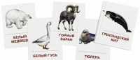Раздаточные карточки "Животные холодных широт" - «globural.ru» - Краснотурьинск