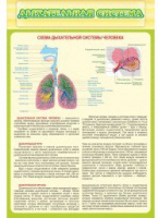 Стенд "Дыхательная система" - «globural.ru» - Краснотурьинск