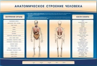 Электрифицированный стенд-тренажер c макетом скелета "Анатомическое строение человека" - «globural.ru» - Краснотурьинск