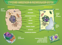 Стенд "Строение животной и растительной клеток" - «globural.ru» - Краснотурьинск