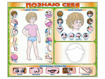 Стенд маркерный "Познаю себя" (тело, голова, органы чувств) - «globural.ru» - Краснотурьинск