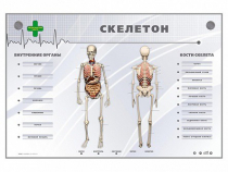 Электрифицированный стенд-тренажер "Скелетон" - «globural.ru» - Краснотурьинск