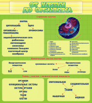 Стенд "От клетки до организма" - «globural.ru» - Краснотурьинск