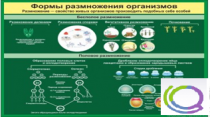 Стенд "Формы размножения организмов" - «globural.ru» - Краснотурьинск