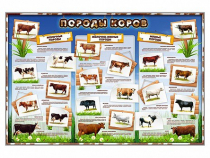 Стенд "Породы коров" - «globural.ru» - Краснотурьинск
