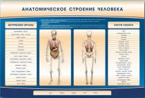 Электрифицированный стенд-тренажер c макетом скелета "Анатомическое строение человека" - «globural.ru» - Краснотурьинск
