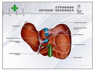 Стенд "Строение печени человека" - «globural.ru» - Краснотурьинск