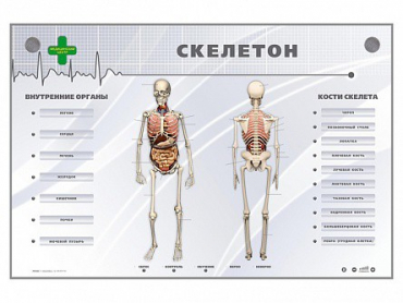 Электрифицированный стенд-тренажер "Скелетон" - «globural.ru» - Краснотурьинск