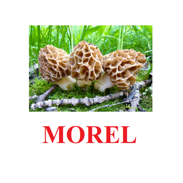 "Mushrooms" ("Грибы") английские карточки Домана - «globural.ru» - Краснотурьинск