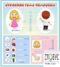 Стенд "Строение человека" для детей - «globural.ru» - Краснотурьинск