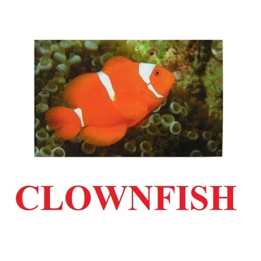 "Fish" ("Рыбы") английские карточки Домана - «globural.ru» - Краснотурьинск